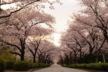 桜の花が満開となってトンネルとなった春の道路