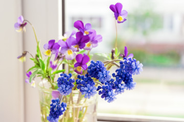 The flowers on the window. Flowers Pansies and Muscari on the windowsill.