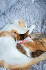Fototapeta na wymiar two cats sleeping peacefully on bed