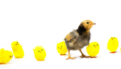 Stand out, be authentic, believe in yourself concept, a defiant real brown chick standing out from...