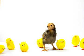 Stand out, be authentic, believe in yourself concept, a defiant real brown chick standing out from...