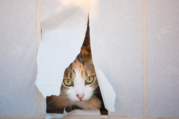 calico cat looking through sliding paper door 
