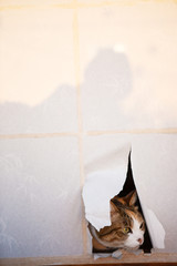 Fototapety na wymiar - Fototapeta24.pl