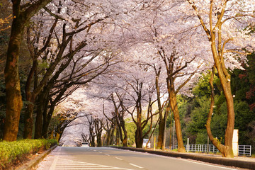 Naklejka na ściany i meble 桜の花が満開となってトンネルとなった春の道路