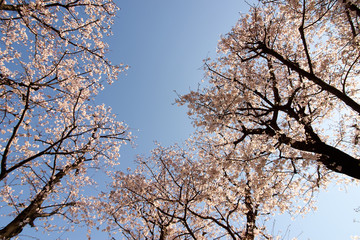 咲き誇る桜・青空の隙間・道沿い