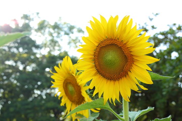 beautiful sunflower blooming in garden with warm light of sunshine in springtime morning day