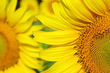 beautiful flower, sunflower blossom blooming in nature