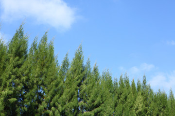 Fototapeta na wymiar green pine tree in the park