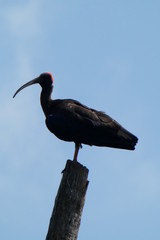 ibis