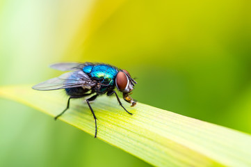 Exotic Drosophila Fruit Fly Diptera Parasite Insect on Plant Leaf