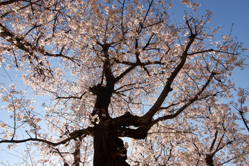 桜の幹・下から見上げる２