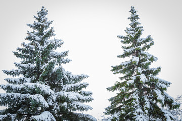 Two Evergreens Covered with Fresh Snow against A White Winter Background, Christmas Season