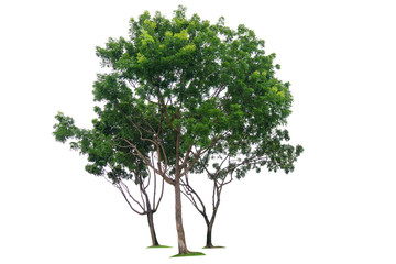 Fototapeta na wymiar Three green tree isolated on white background