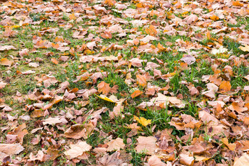 green grass with autumn leaves background. perspective, nature, seasonal