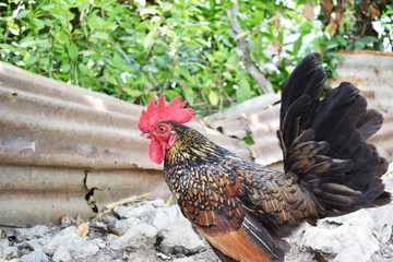 Bantam chicken at farm, Black with brown and orange color stripes of of the feathers on the hen...