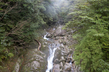 白谷雲水峡：屋久島　日本