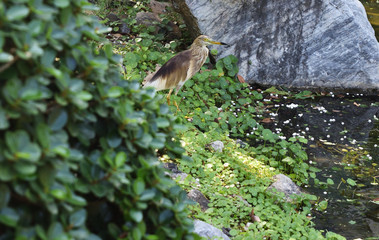 Chinese pond heron standing on the edge of the river, White bird with brown stripe with green bush...