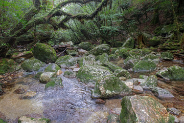 白谷雲水峡：屋久島　日本