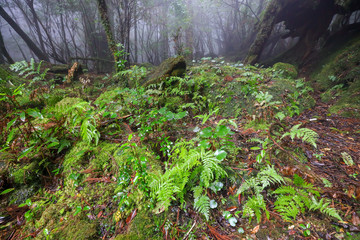 Obraz premium 白谷雲水峡：屋久島 日本