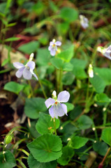野に咲くスミレ