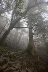 白谷雲水峡：屋久島　日本