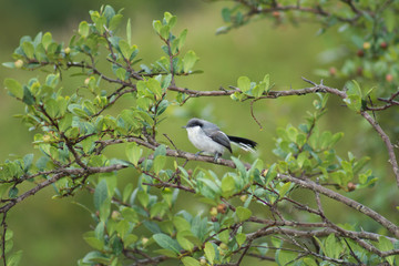 bird on a branch