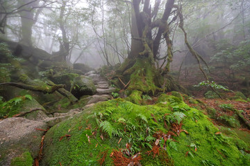 白谷雲水峡：屋久島　日本