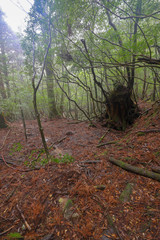 白谷雲水峡：屋久島　日本