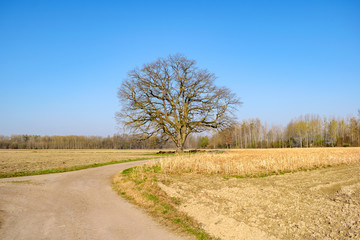 Landschaftsaufnahme Mitterkirchen im Machland in Oberösterreich / Österreich