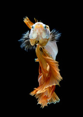 Fototapeta na wymiar Betta fish Fight in the aquarium