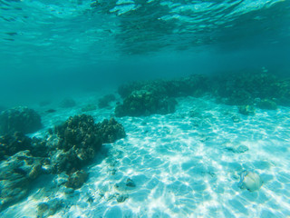 Fototapeta na wymiar underwater marine life on coral reefs