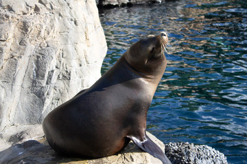 Fototapeta premium Sea Lion