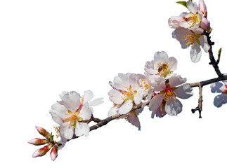 almond 's flowers and buds on  branch isolated in white background