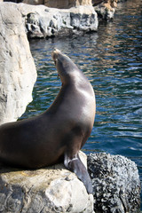 Fototapeta premium Sea Lion