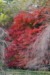 紅葉