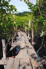 Wooden pathway through the mangrove forest at the Koh Chang island, Thailand.