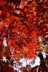 紅葉