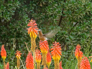 Giant Hummingbird (Aves de Chile)