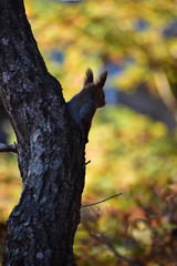 晩秋のエゾリスの後ろ姿