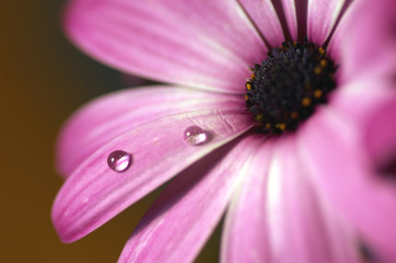 Flor morada y gotas