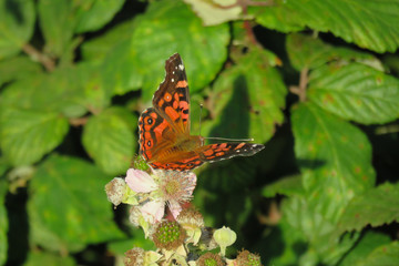butterfly on a flower