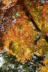 紅葉