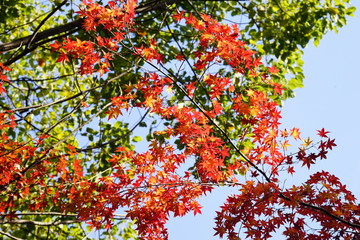 紅葉