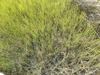 Marshlands Grass