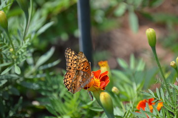 butterfly 3