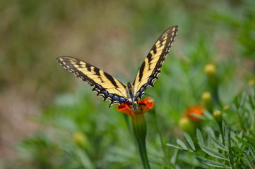 Butterfly 2