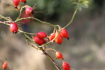 baya roja
