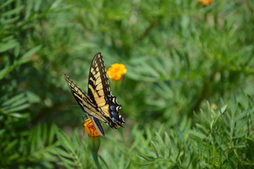 Butterfly 1