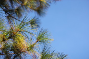 Obraz na płótnie Canvas palm tree on background of blue sky and clouds