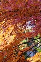 紅葉